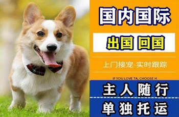 朝阳市宠物托运公司朝阳市宠物托运公司朝阳市宠物托运公司