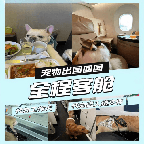 朝阳市宠物托运到白俄罗斯宠物入境规定和要求
